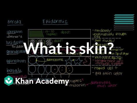 What is skin? (Epidermis) | Integumentary system physiology | NCLEX-RN | Khan Academy thumbnail