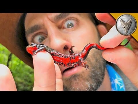How Deadly Is the Japanese Fire Belly Newt? thumbnail