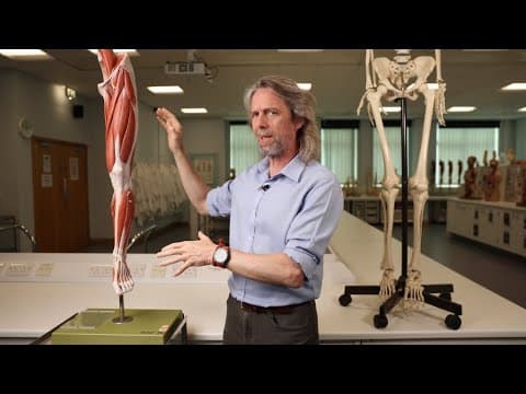 Lower limb nerve injury anatomy thumbnail