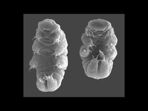 What Can Space Dust Tell Us About Life in the Universe? thumbnail