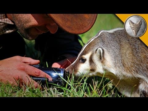The Badger Whisperer - Face to Face with the American Badger! thumbnail