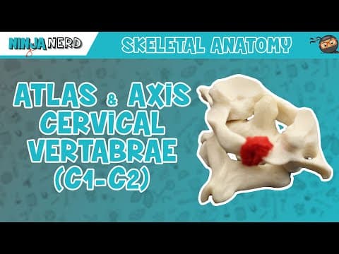Atlas & Axis Cervical Vertebrae (C1-C2) Anatomy thumbnail