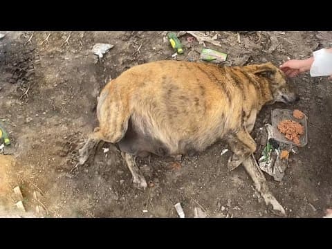 Pregnant Mama Dog Abandoned by Owner Because Afraid Smell at Birth, She Exhausted From Starvation thumbnail