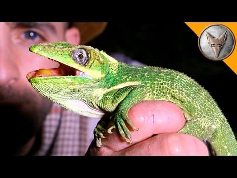 Super Sized Anole! thumbnail