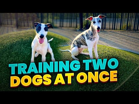 Mastering Obedience with Two Dogs at Once: Tips and Tricks thumbnail