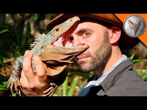 How to Catch a Spiny-Tailed Iguana in Costa Rica thumbnail
