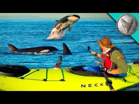 Surrounded by KILLER WHALES! thumbnail