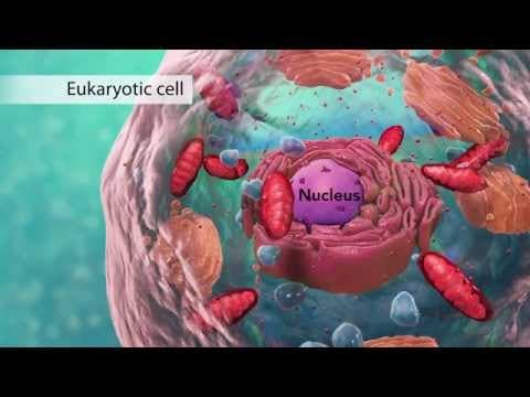 What Are the Key Differences Between Eukaryotic and Prokaryotic Cells? thumbnail
