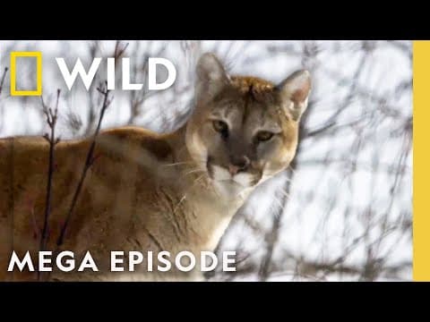 America the Beautiful: Wildlife Heartlands | MEGA EPISODE | National Geographic thumbnail