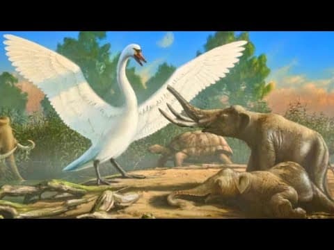The Land Where Birds Outgrew Elephants thumbnail
