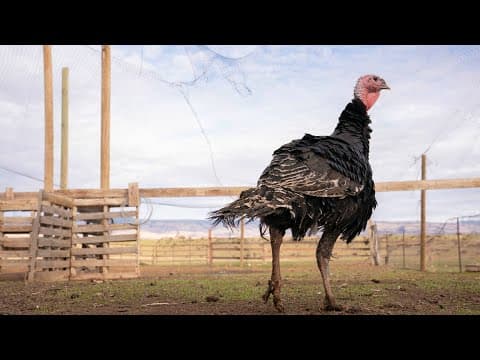 Stew Leonard Says Don't Waste Your Money on a Frozen Turkey this Thanksgiving thumbnail