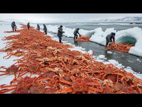 Fishermen Pull 1,726 King Crabs in Just 33 Minutes - Unbelievable Fishing Skills thumbnail