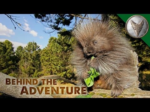 Can Porcupines Really Shoot Their Quills? thumbnail