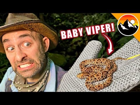Are Baby Venomous Snakes More Dangerous Than Adults? thumbnail