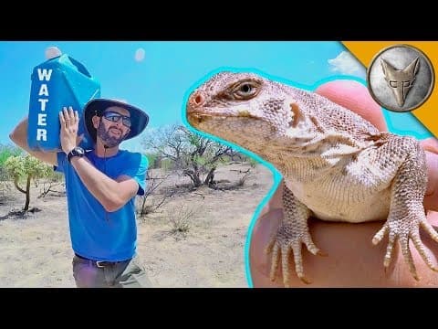 How to Catch a Desert Iguana Using Just Water thumbnail
