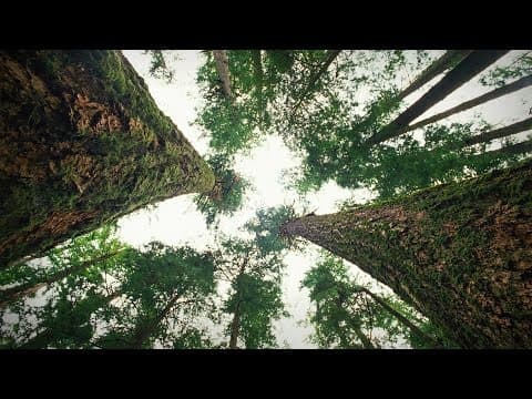 How trees talk to each other | Suzanne Simard thumbnail