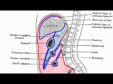 Peritoneal Cavity - Part 1 - Anatomy Tutorial thumbnail
