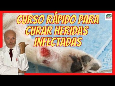 🔴 CÓMO CURAR HERIDAS INFECTADAS ABIERTAS EN PERROS? ANTIBIÓTICO AMOXICILINA PARA HERIDA INFECTADA thumbnail