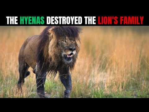 The Lion Who Hunted His Family's KILLERS for 14 MONTHS... and FOUND Them thumbnail