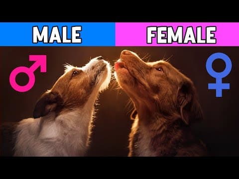 Male Dogs vs Female Dogs: Amazing Differences That Will Surprise You! thumbnail