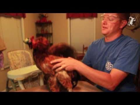 How to Use a Chicken for Camera Stabilization? thumbnail
