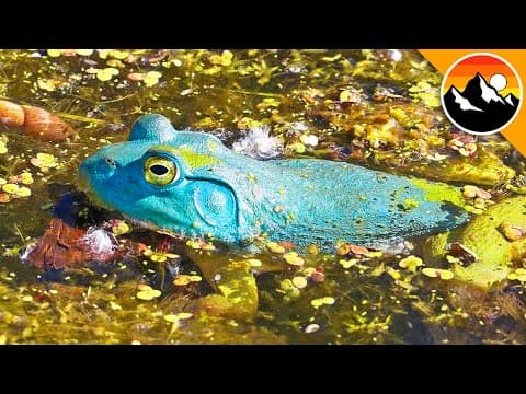 How to Catch a Rare Blue Frog: Can It Be Done? thumbnail