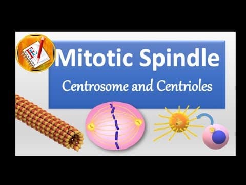 Spindle, Centrosome, centrioles,  chromosomal segregation thumbnail