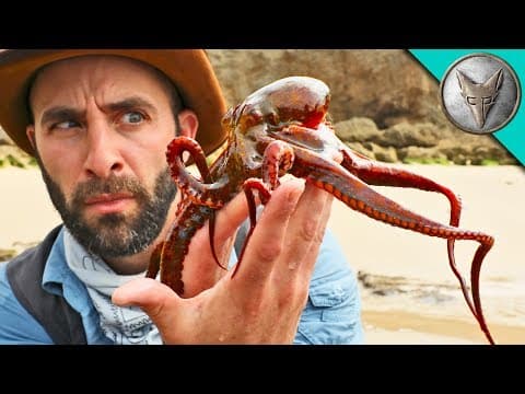 How to Catch an Octopus in Tide Pools thumbnail