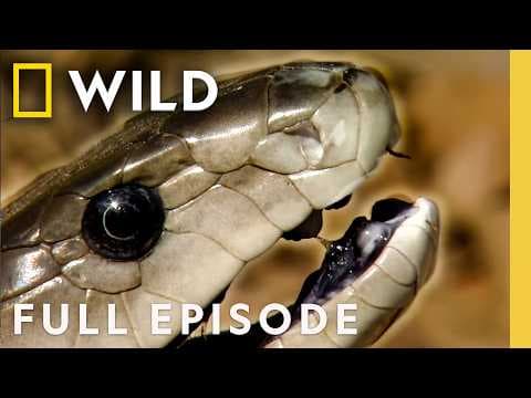 In Cold Blood (Full Episode) | World's Deadliest Compilation | Nat Geo Animals thumbnail