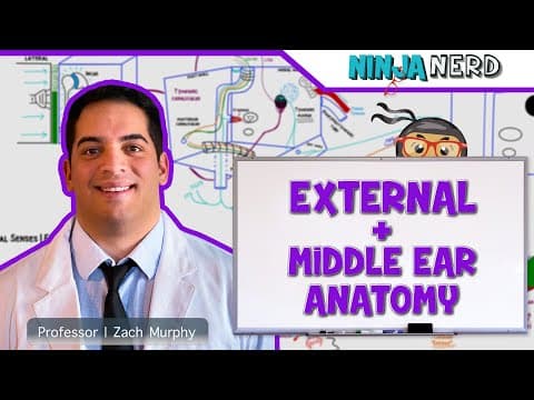 Special Senses: How Do External and Middle Ear Anatomy Support Hearing? thumbnail