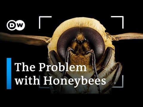 Bee extinction: Why we're saving the wrong bees thumbnail