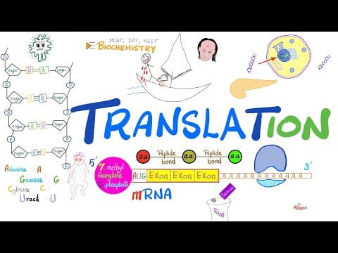 Translation (mRNA to Proteins) & Ribosomes (rER) | Post-translational Modification 🧬 thumbnail