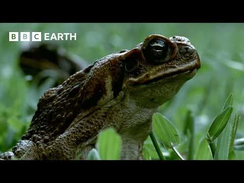 1 Hour of Magnificent Moments Narrated by Sir David Attenborough | BBC Earth thumbnail