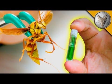 What Is the Best Antidote for Insect Stings? thumbnail
