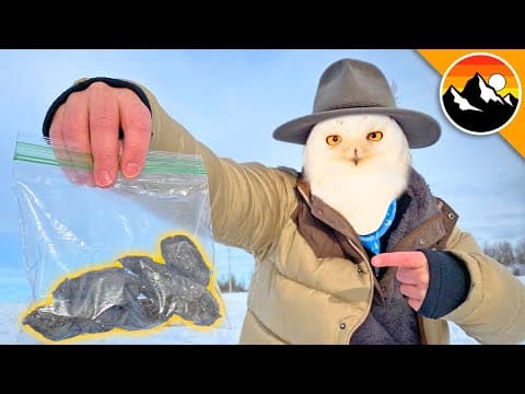 What Can Owl Pellets Tell Us About an Owl's Diet? thumbnail