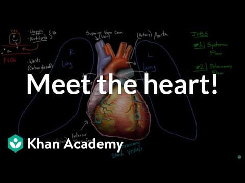 Meet the heart! | Circulatory system physiology | NCLEX-RN | Khan Academy thumbnail