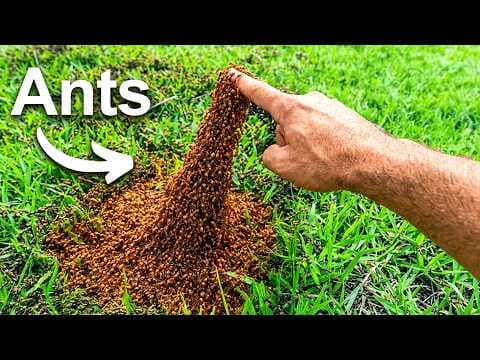 The Craziest Insect Videos On The Internet! thumbnail