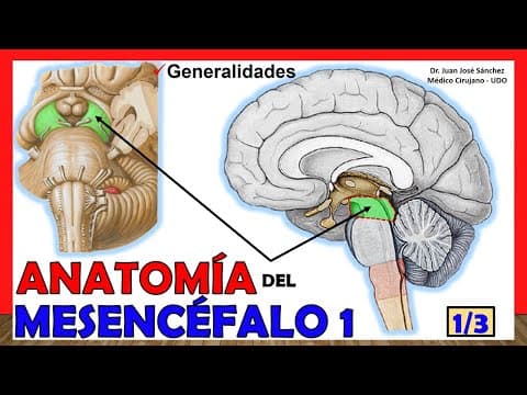 🥇 Anatomía del MESENCÉFALO 1/3. (Cerebro Medio) ¡Explicación Fácil! thumbnail