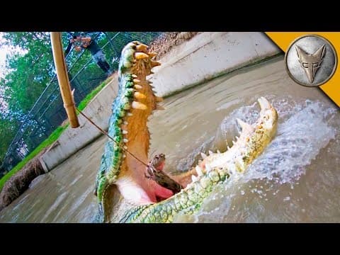 Crocodile Feeding FRENZY! thumbnail