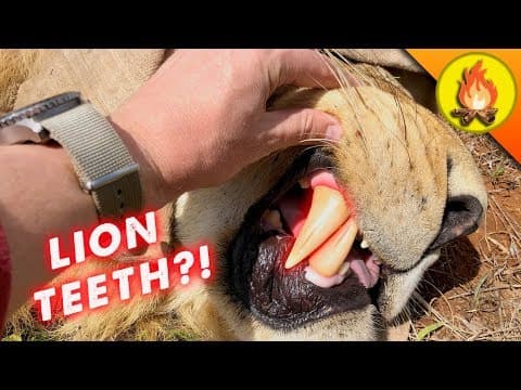 What Were the Wildest Adventures of 2018 for Brave Wilderness? thumbnail
