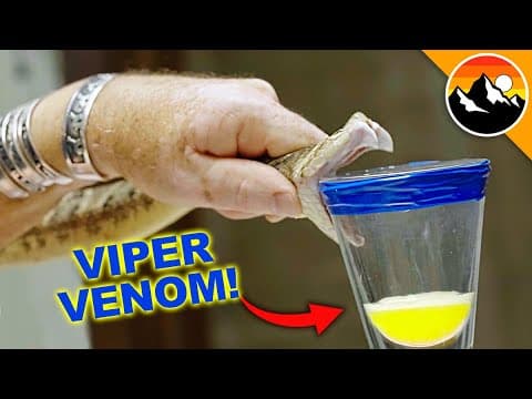 What Makes the Fer-de-Lance Snake So Dangerous? thumbnail