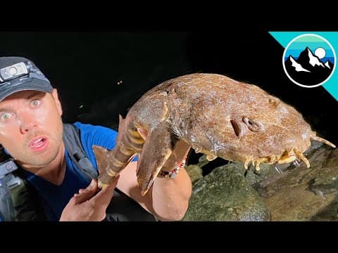 Wobbegong Shark Found in Tide Pool! thumbnail