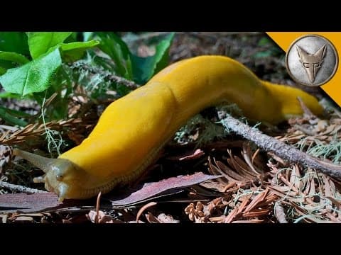 What Makes the Californian Banana Slug Unique? thumbnail