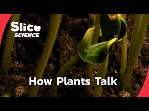 The Secret Language of Plants | SLICE SCIENCE | FULL DOC thumbnail