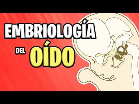 ✅ EMBRIOLOGÍA del OÍDO (Interno, Medio y Externo)👂🏻🦜 thumbnail