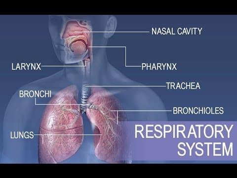 Anatomy and Physiology of Respiratory System thumbnail
