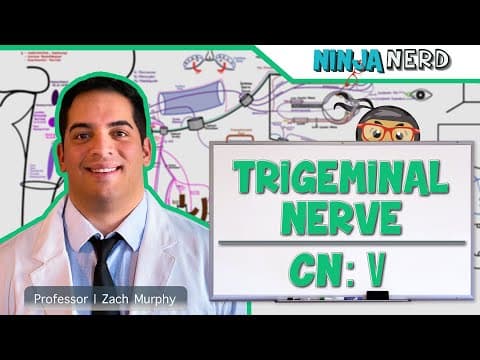 Trigeminal Nerve (CN V): Anatomy, Branches, and Function thumbnail