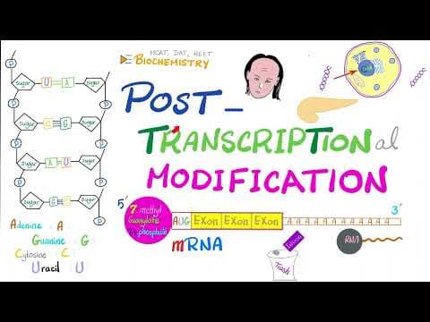Posttranscriptional modification (hnRNA to mRNA) Splicesome, Splicing, Cap, Tail, Introns, Exons thumbnail