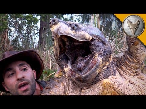 The BIGGEST Turtle You've EVER seen! thumbnail