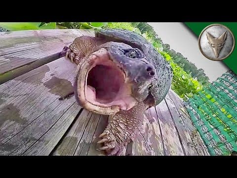 How Dangerous Are Snapping Turtle Bites? thumbnail
